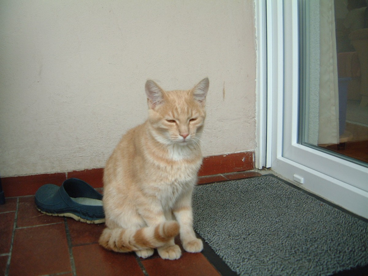 Sie sucht ihn bad buchau